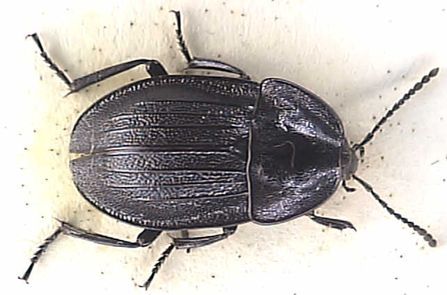 Silpha atrata